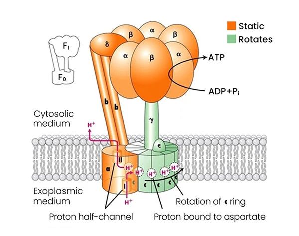 ATPӱ